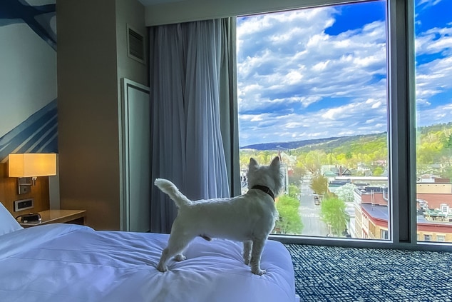 small white dog standing on bed looking out window