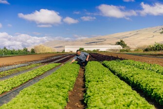 Chef looking at rows of lettuce in field
