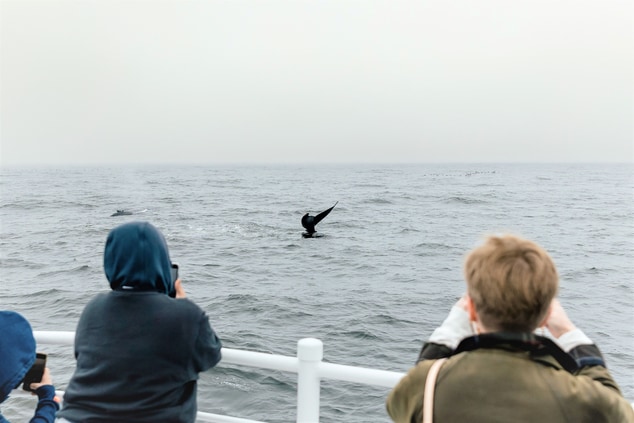Whale watching on Monterey Bay