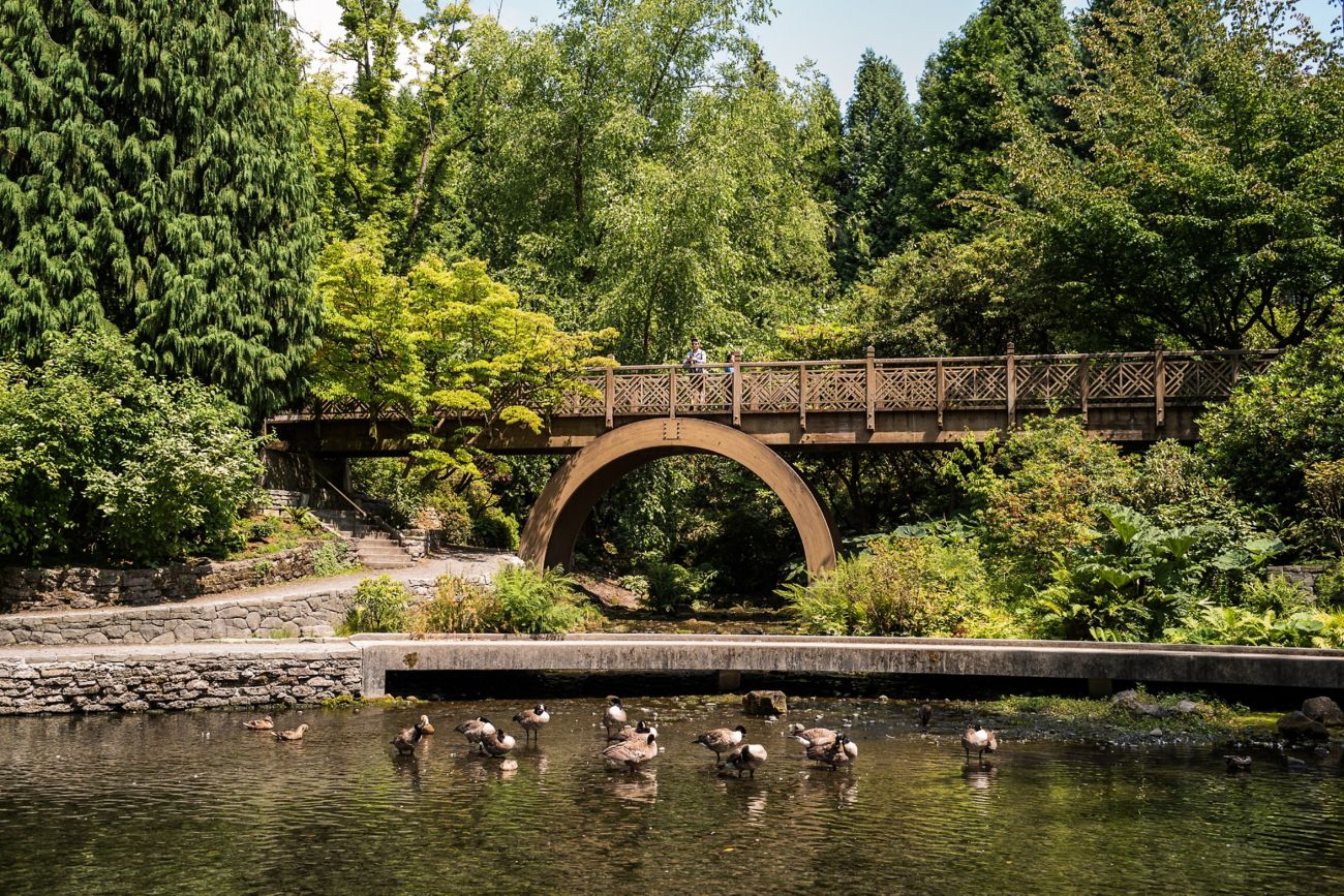Ducks in water with bridge and trees surrounding. 