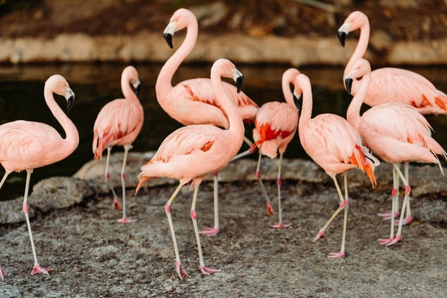 Resort Flamingos