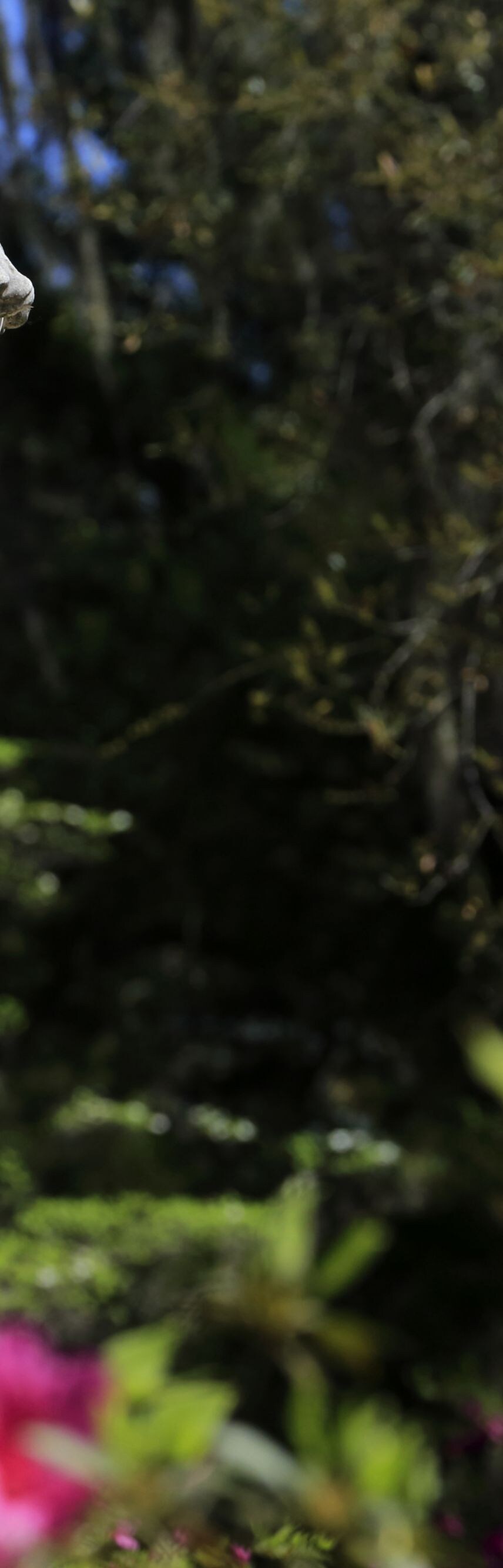 local area, savannah