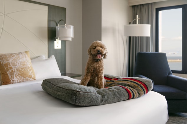 Dog on pet bed on guest room bed