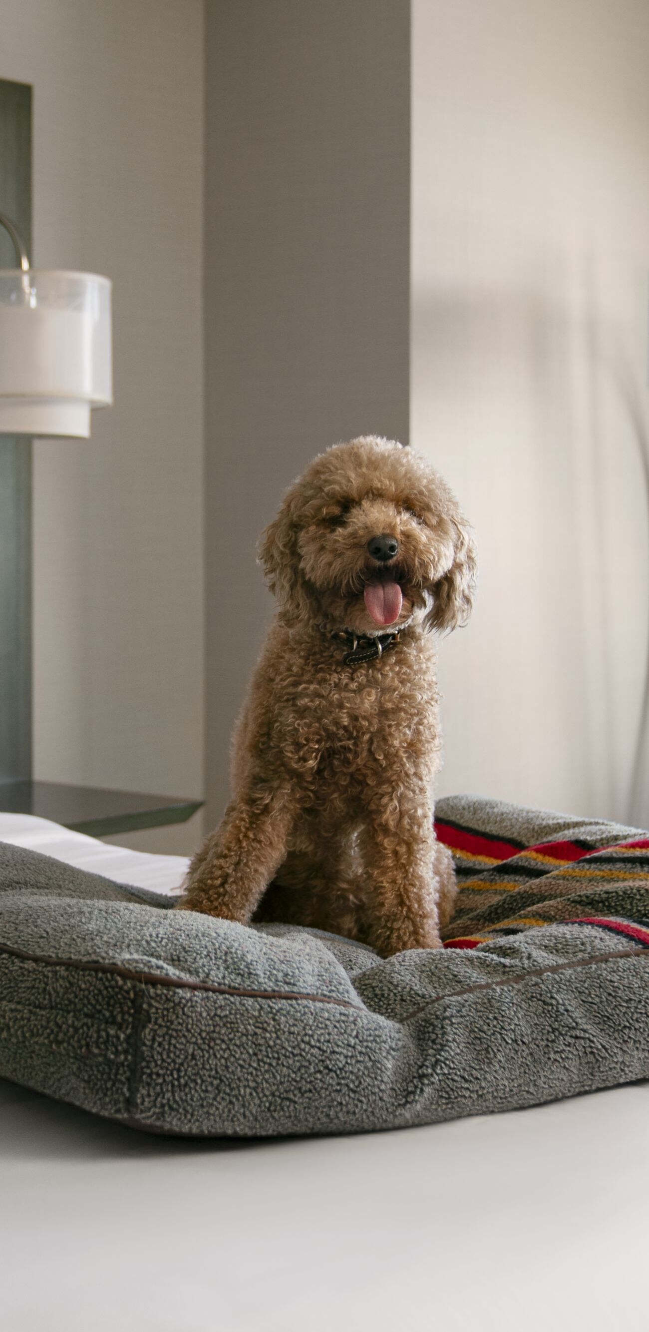 Dog on pet bed on guest room bed