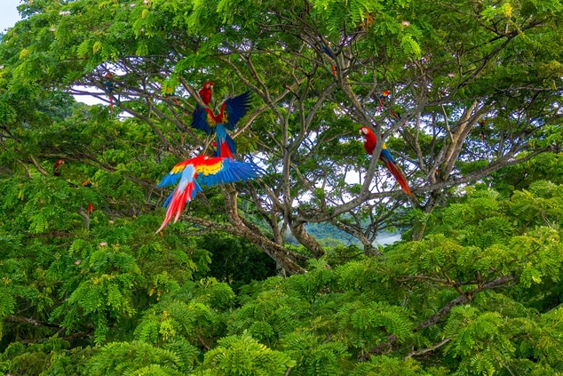 Macaws in a tree