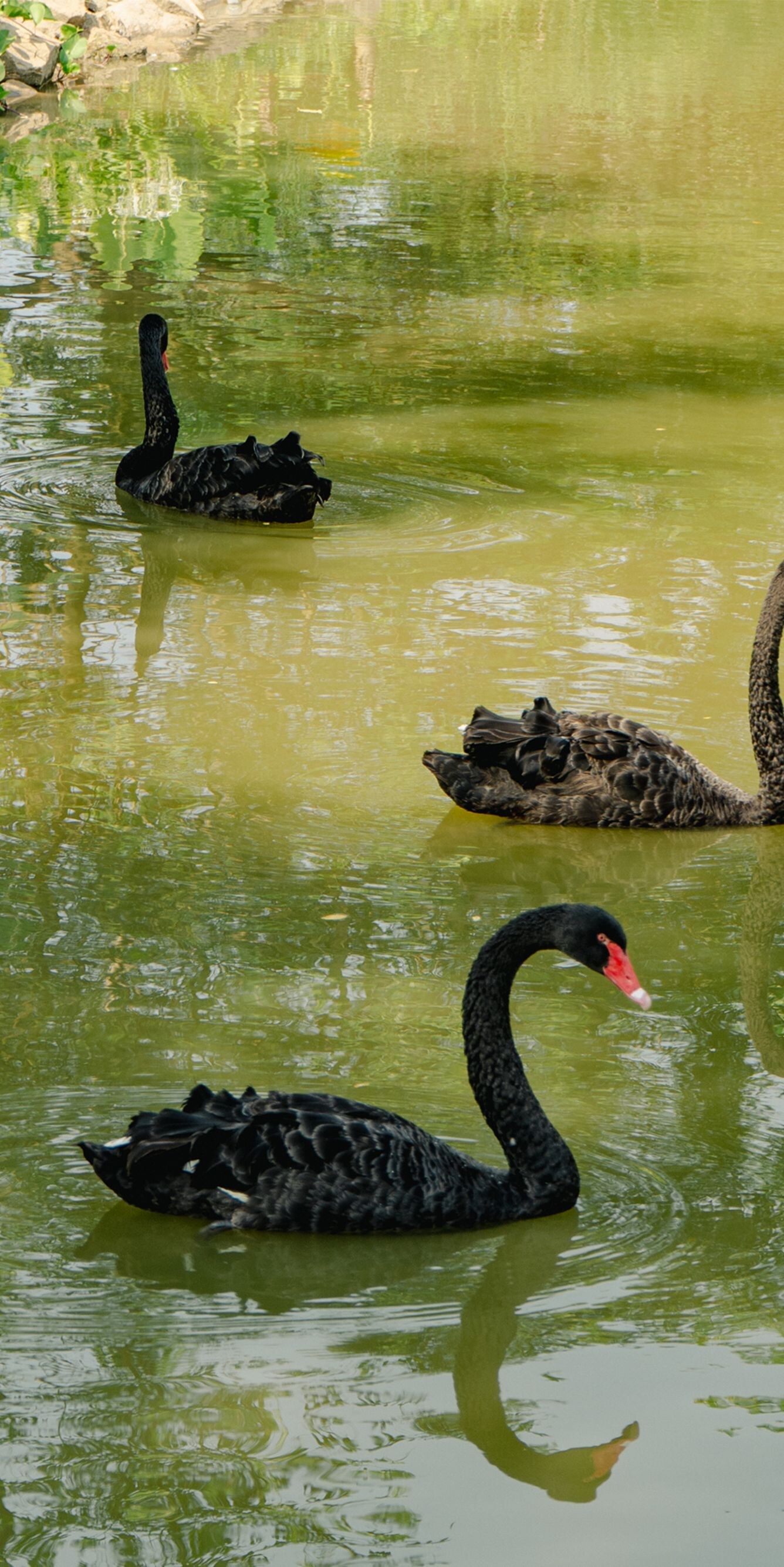 Angsa hitam berenang di laguna resor
