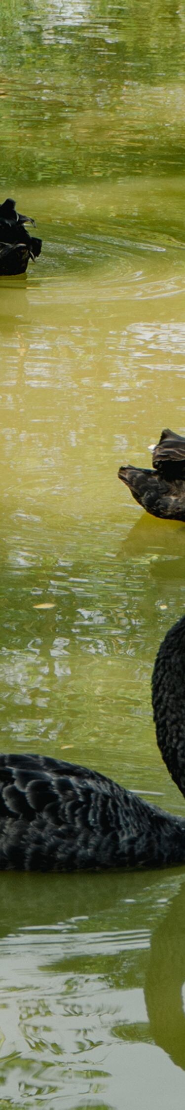 Angsa hitam berenang di laguna resor