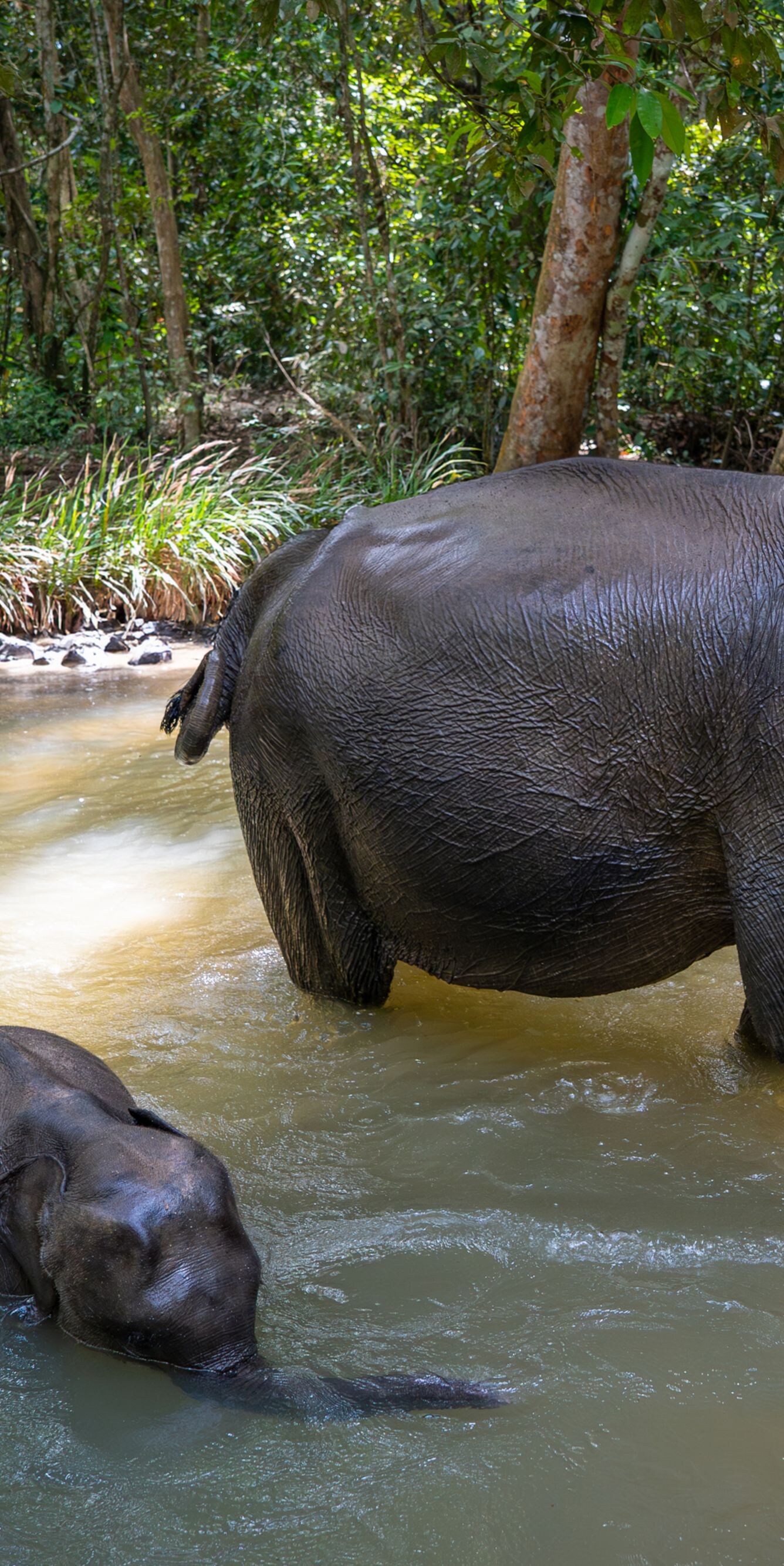 Gajah sedang berjalan di sungai di Way Kambas