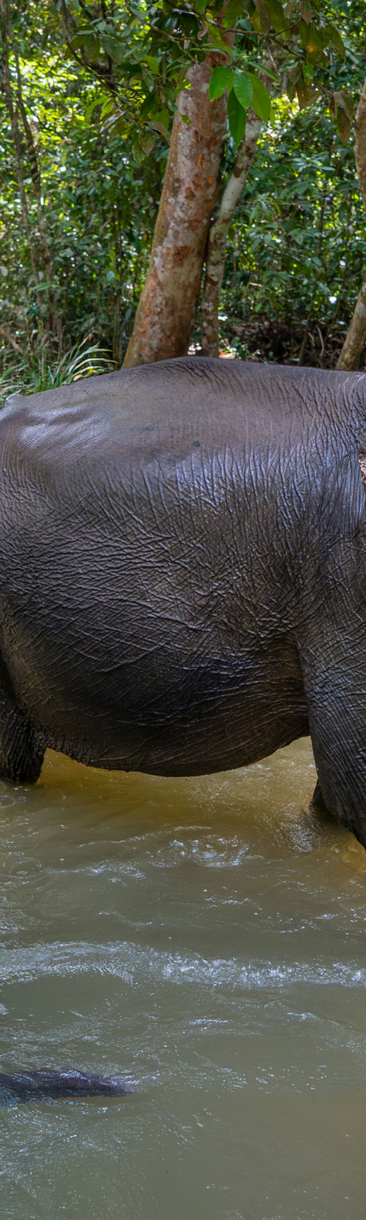 Elephant walking in the river at Way Kambas