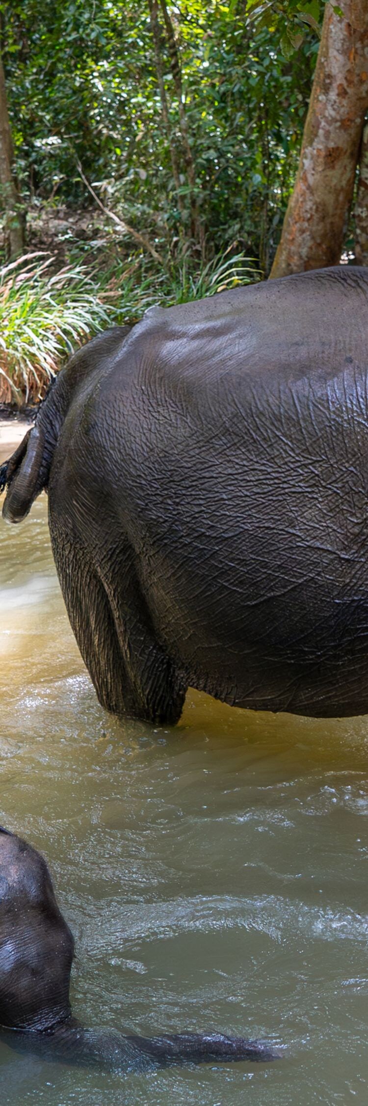 Gajah sedang berjalan di sungai di Way Kambas