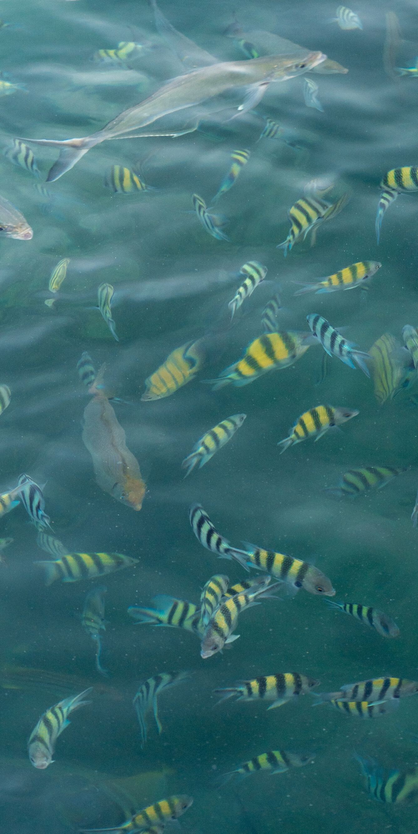 Ikan tropis berenang di air