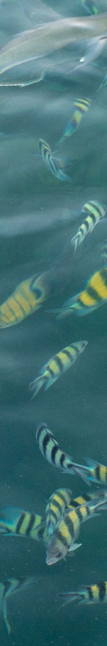Ikan tropis berenang di air