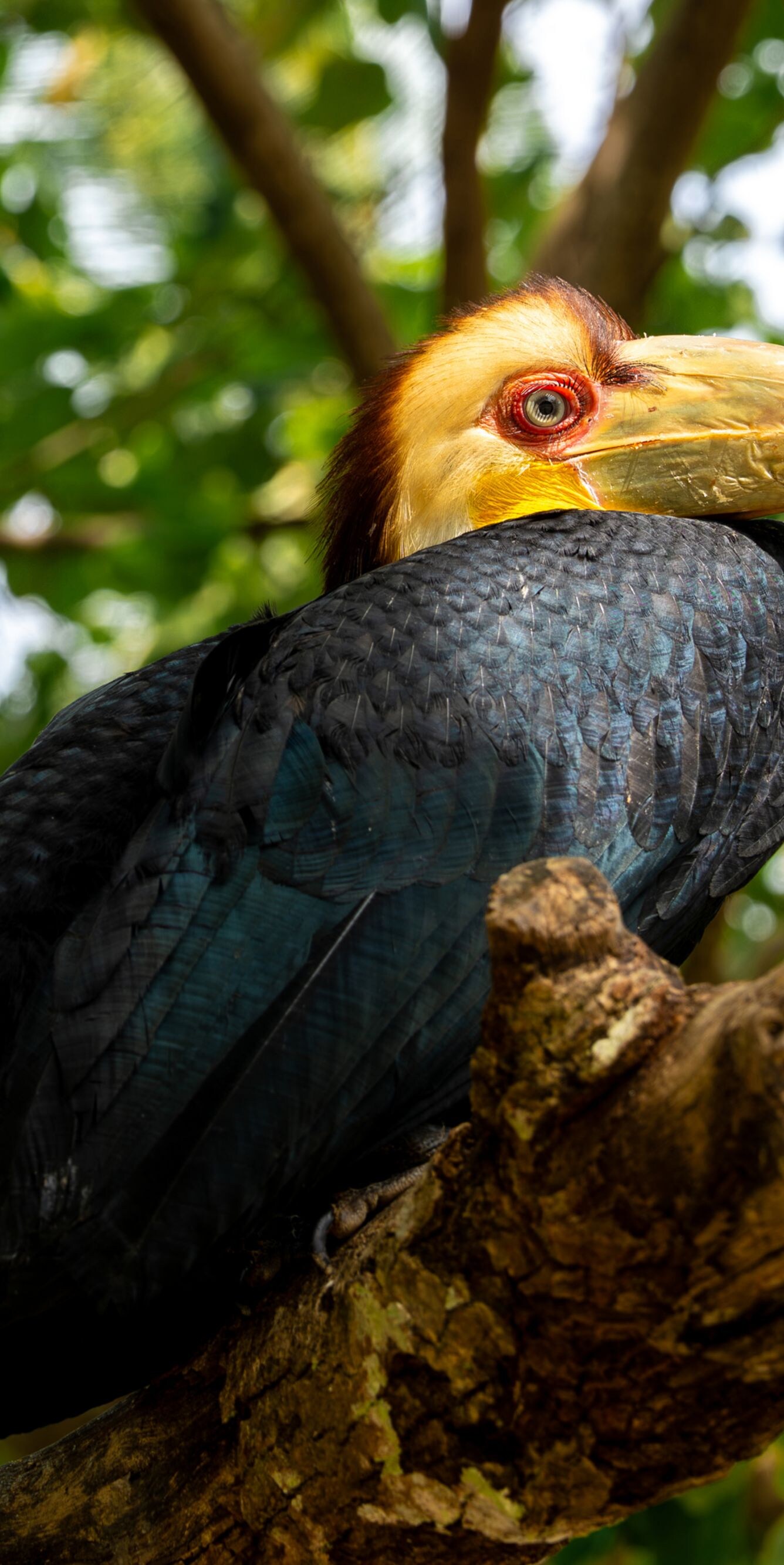 Burung rangkong terbang di atas resor