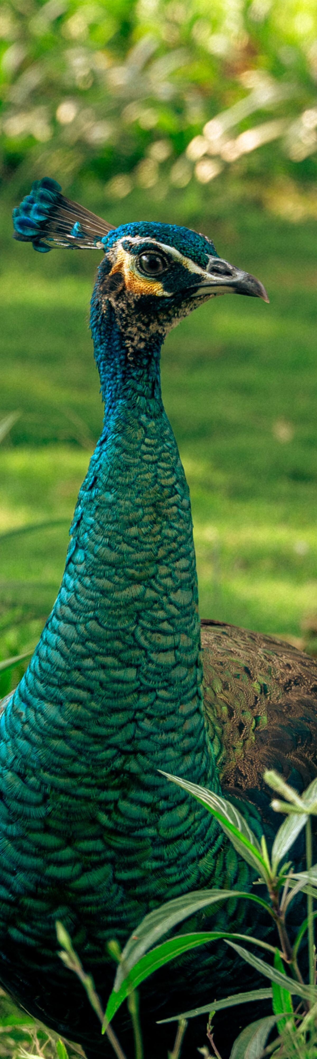 Peacock walking through the resort garden