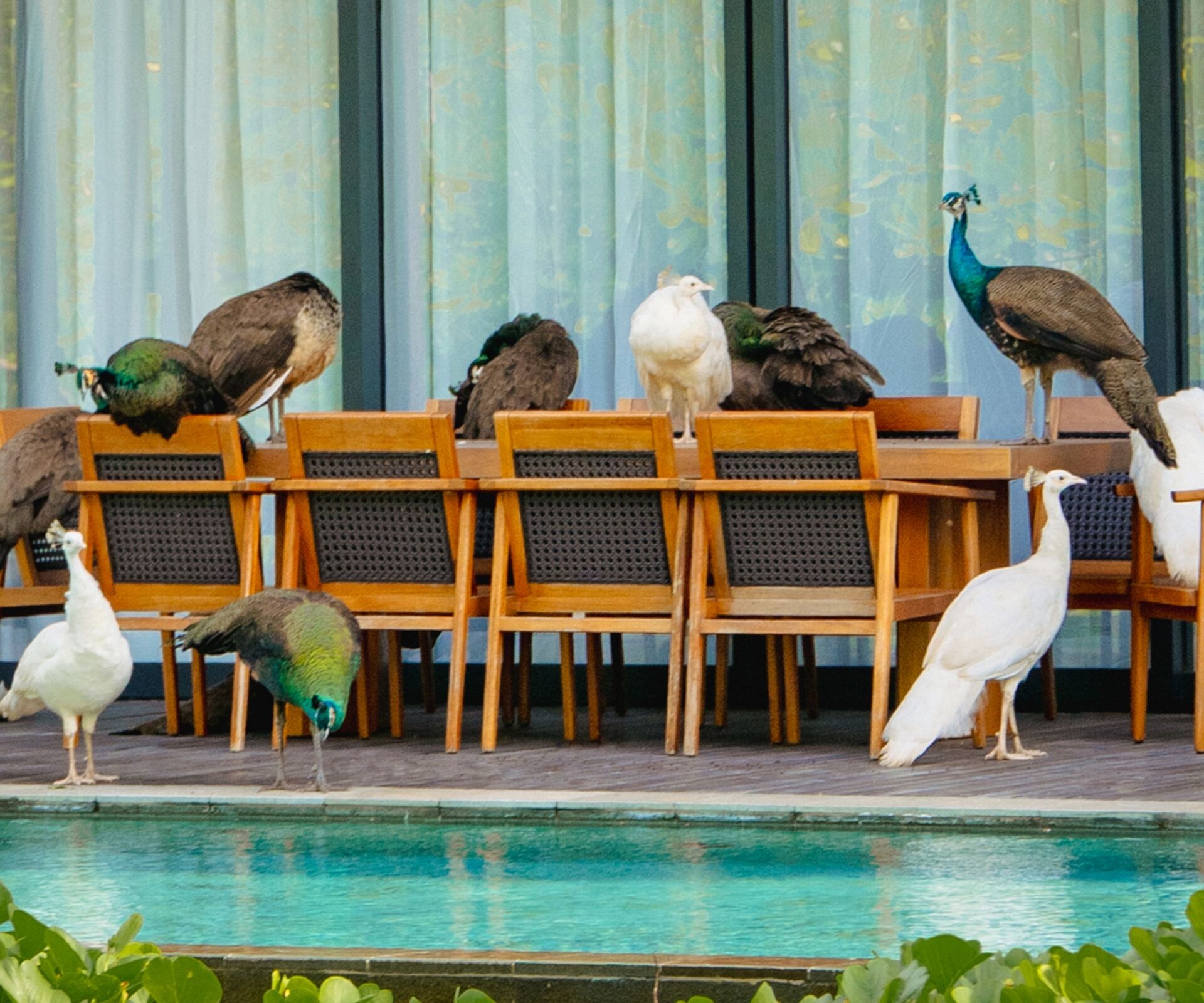 Peacock standing near garden greenery