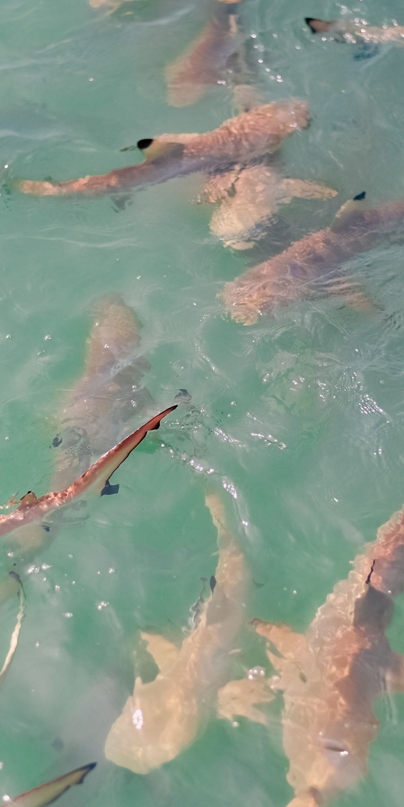 Hiu karang berenang di dekat garis pantai