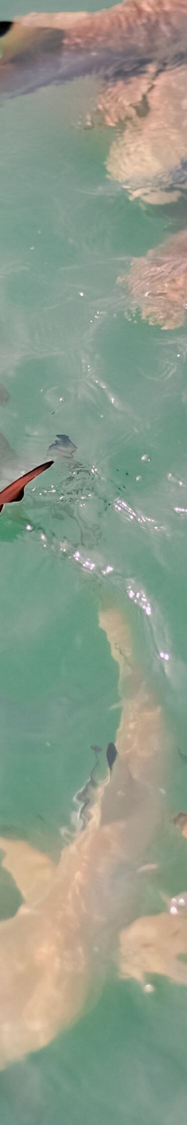 Hiu karang berenang di dekat garis pantai