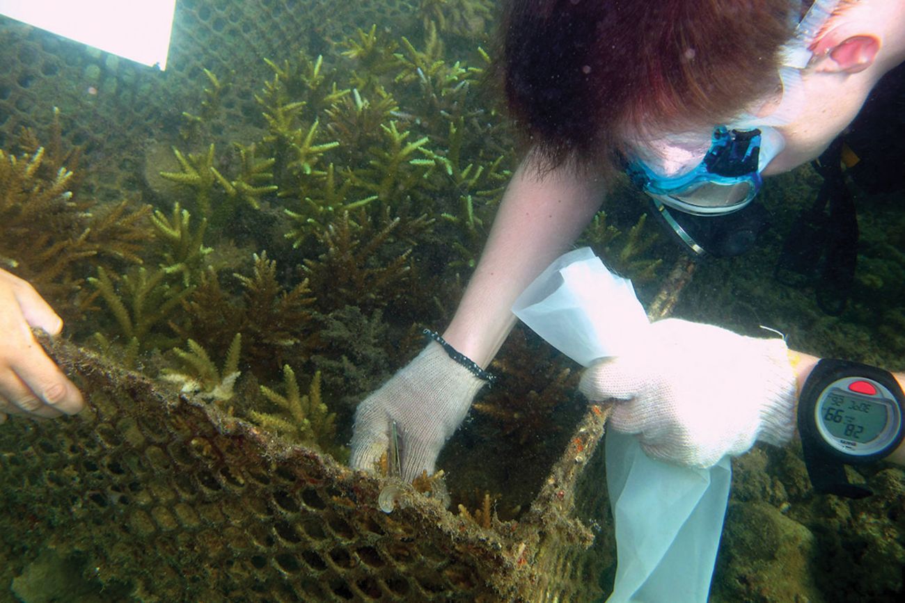 Man doing underwater coral planting