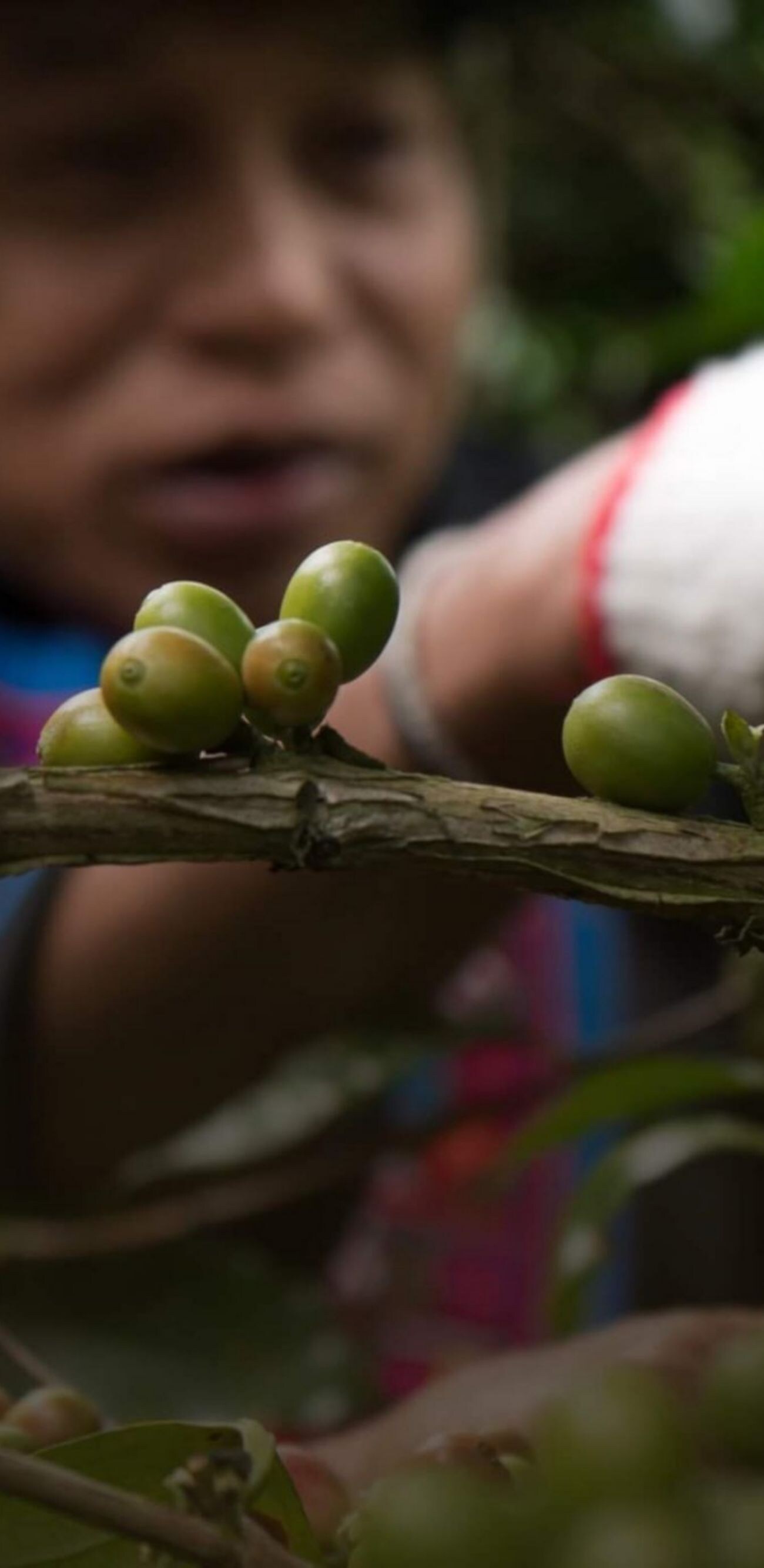 CEIMD Good Travel Coffee Journey Chiang Rai