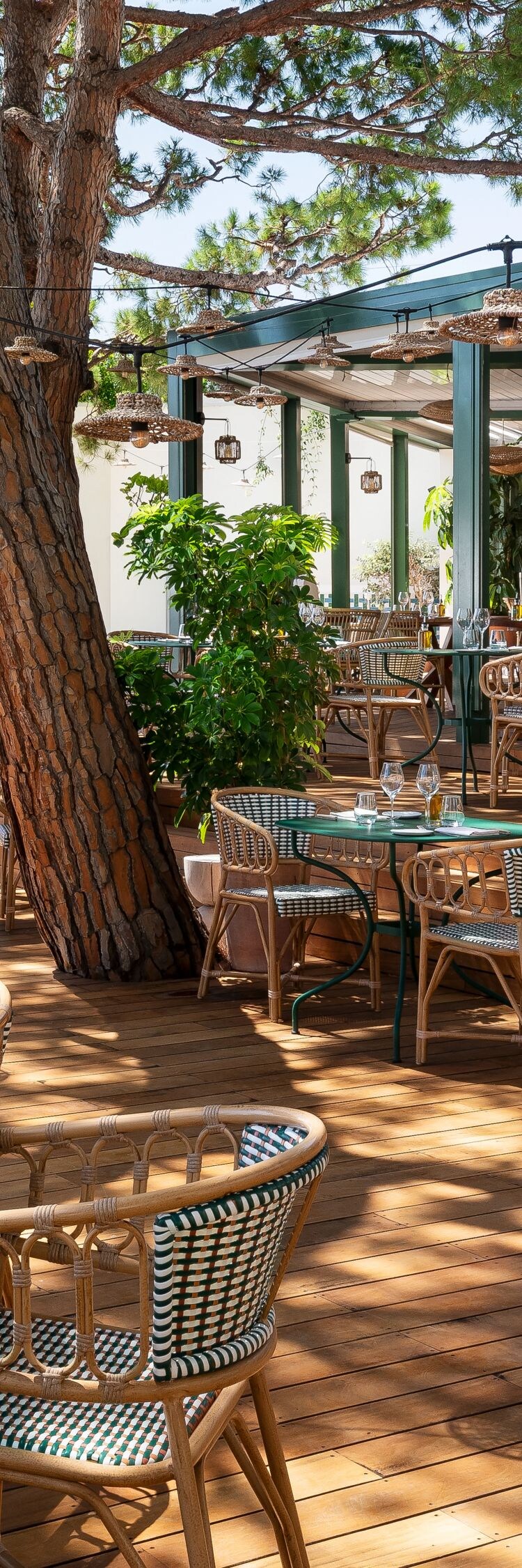 Muse terrace beneath pine trees