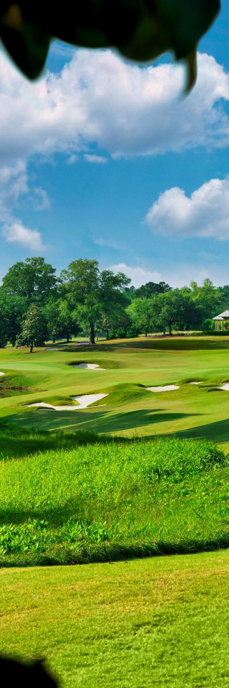 Golf greens, trees, clubhouse in distance.