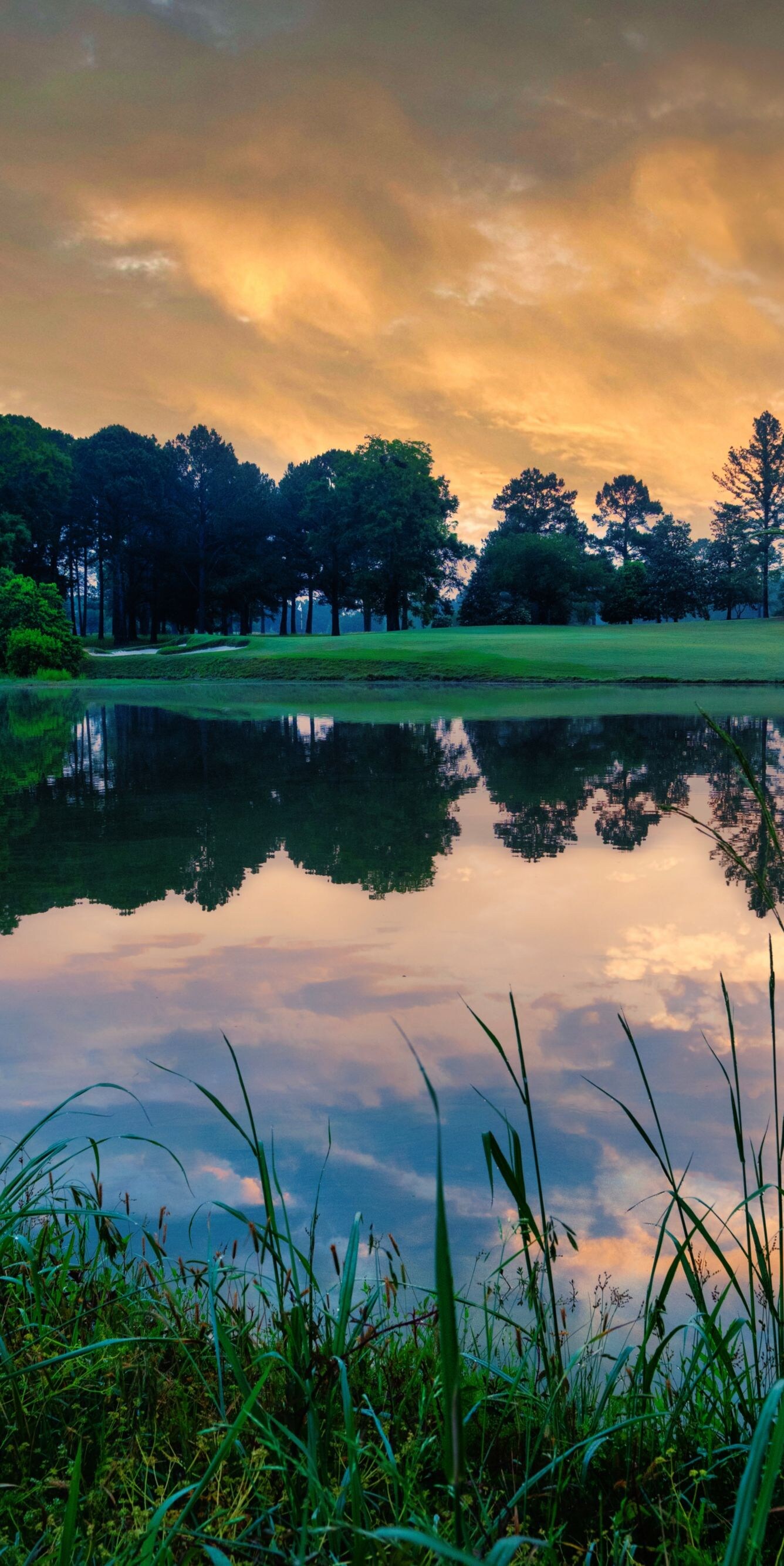 Grass, pond, greens, trees.