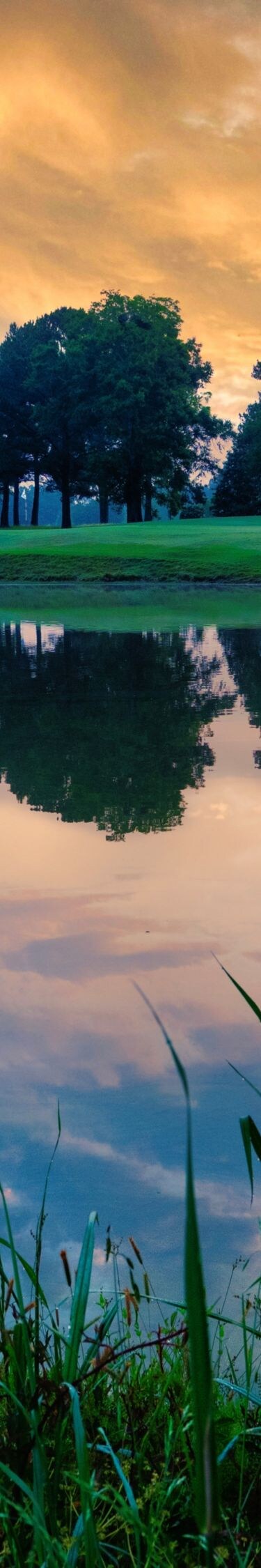 Grass, pond, greens, trees.