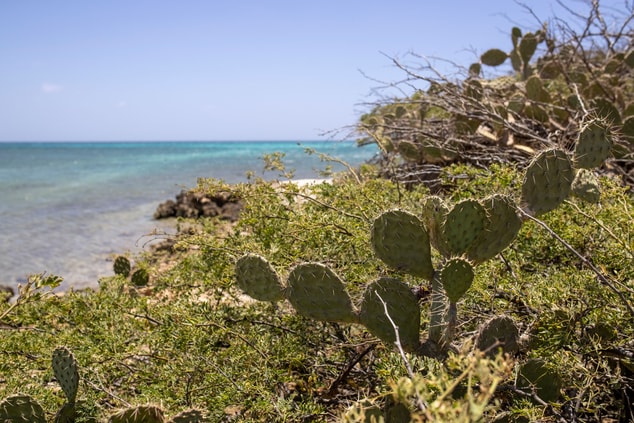 Cactus e flora na beira da praia