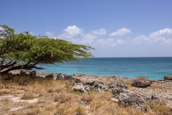 Local beach area with trees and rock