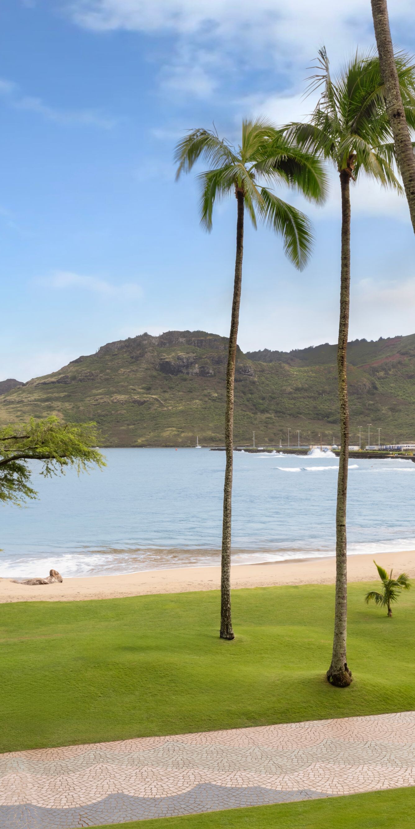 Beachfront lawn with palm trees and ocean