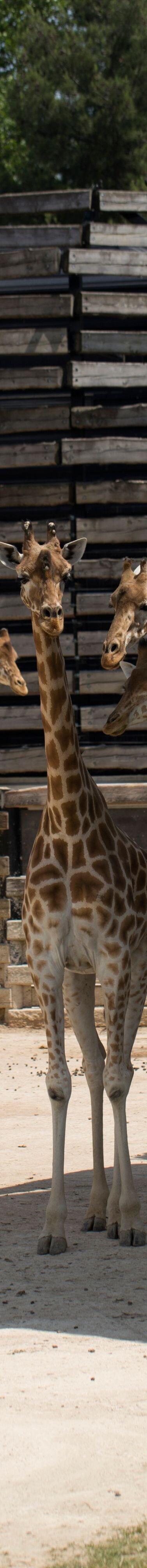 Giraffes