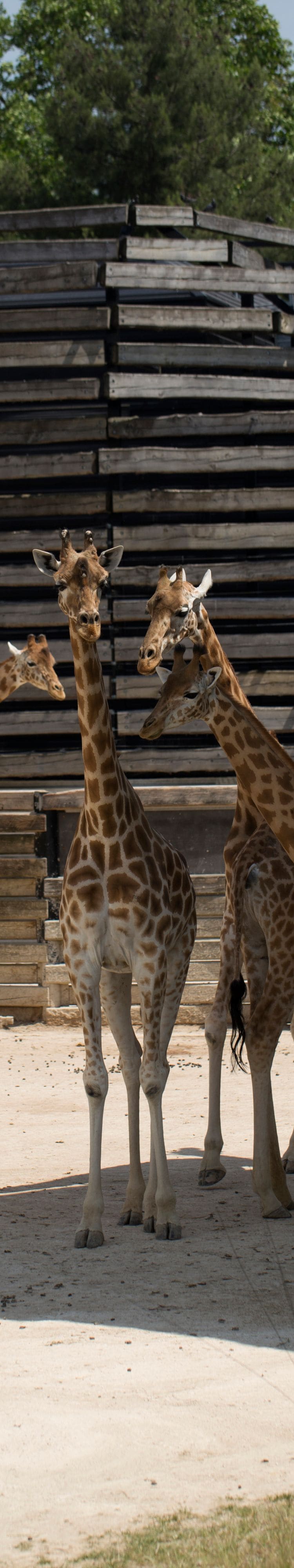 Giraffes