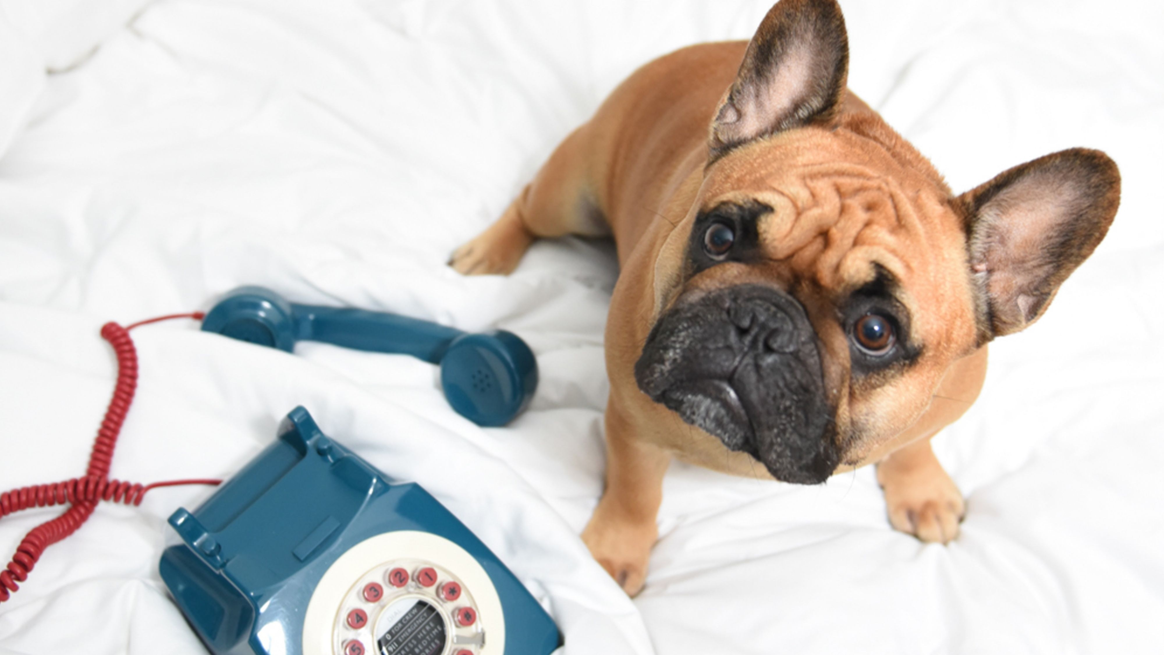 Pampered Pooch Package