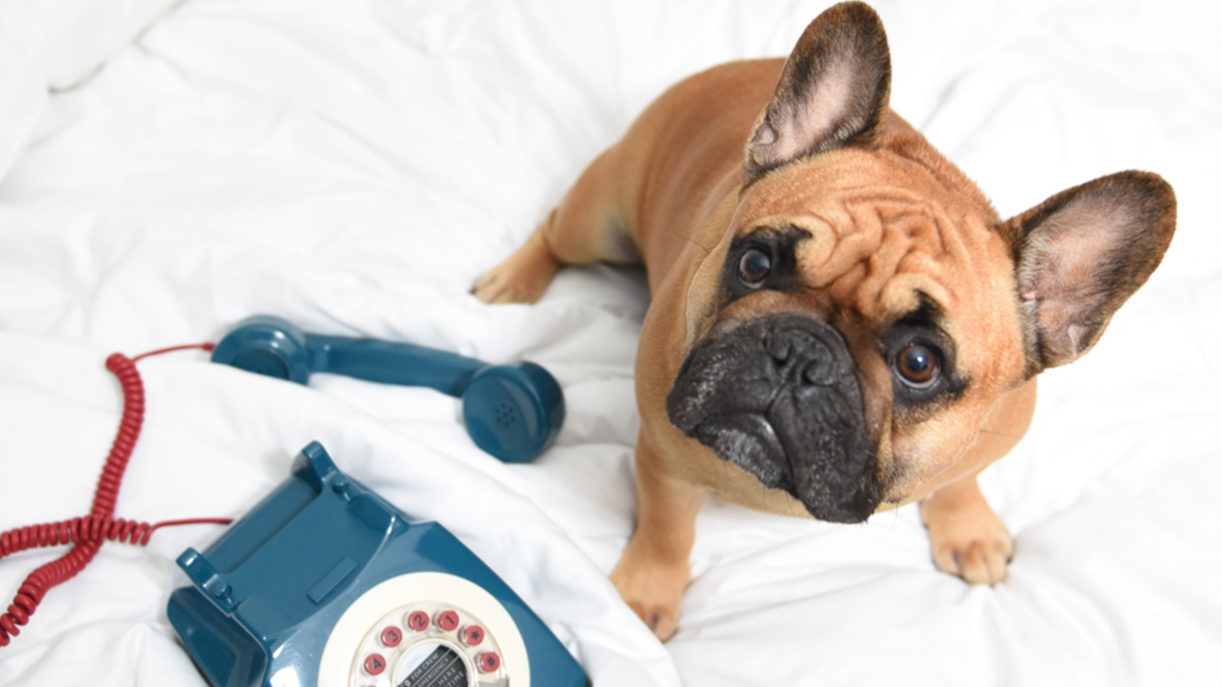 Pampered Pooch Package