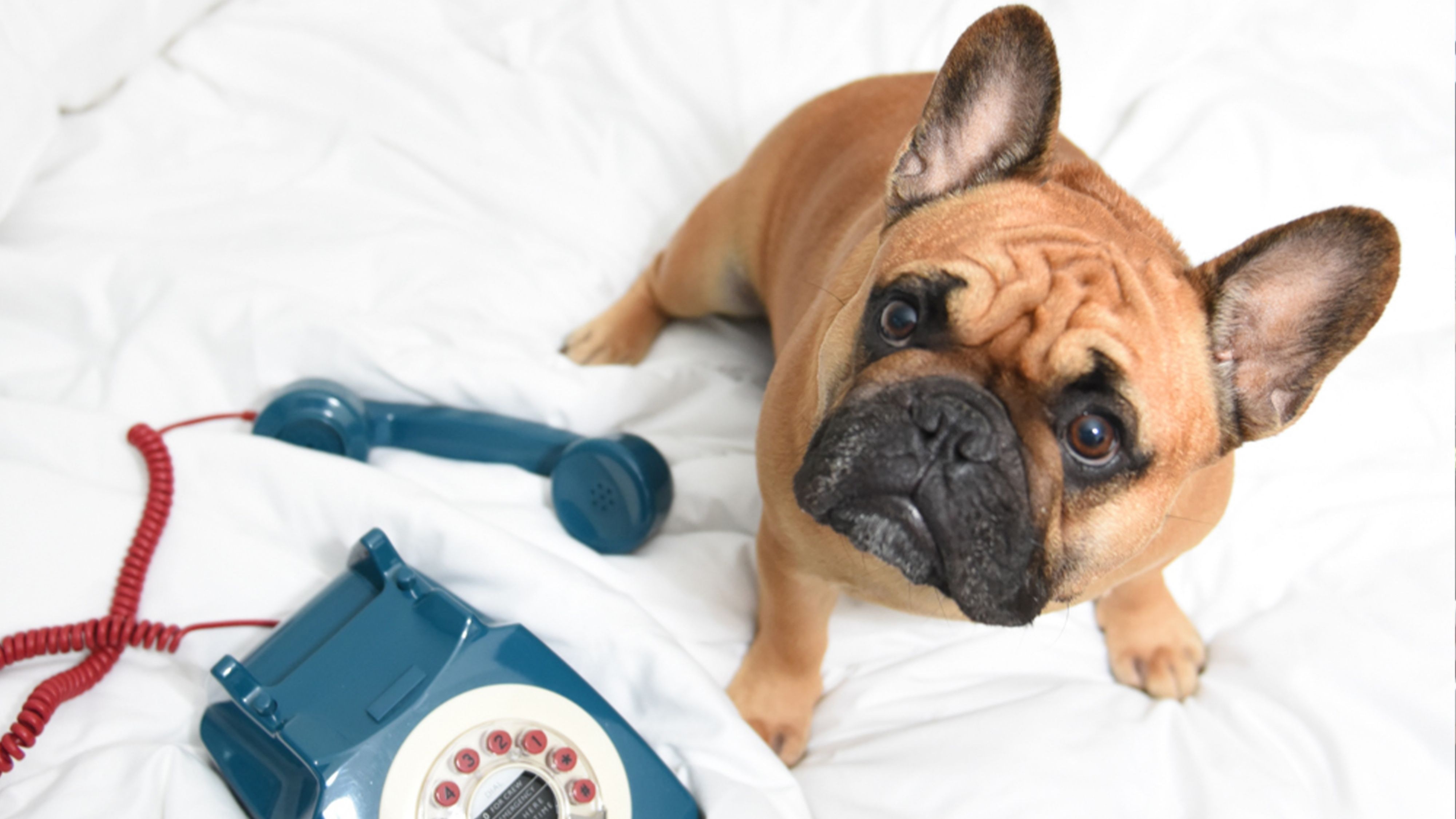 Pampered Pooch Package