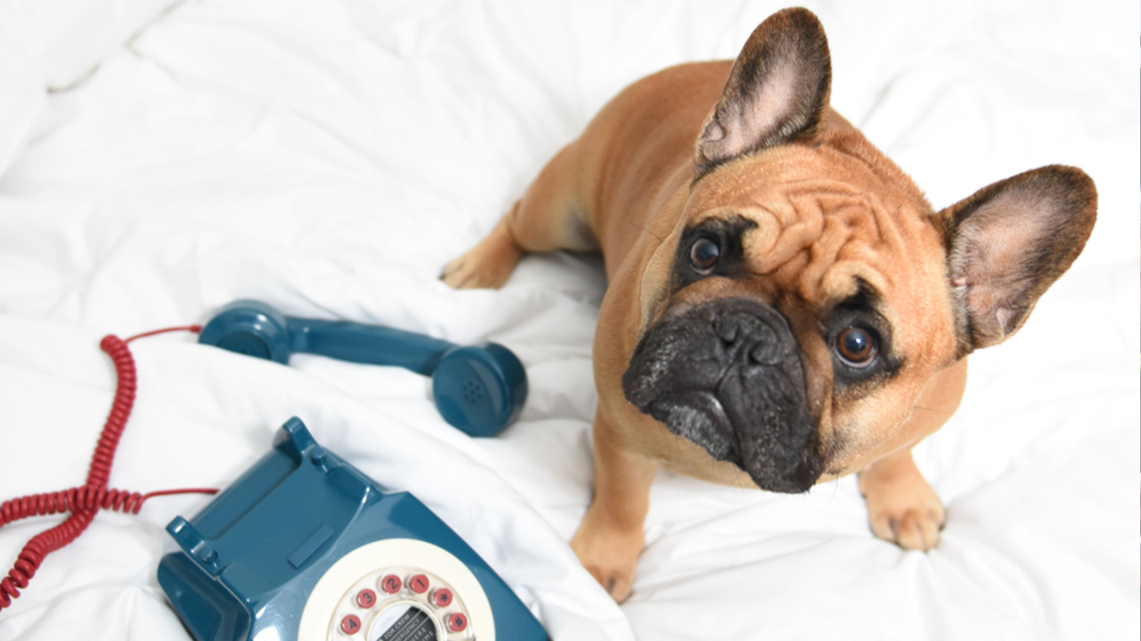 Pampered Pooch Package