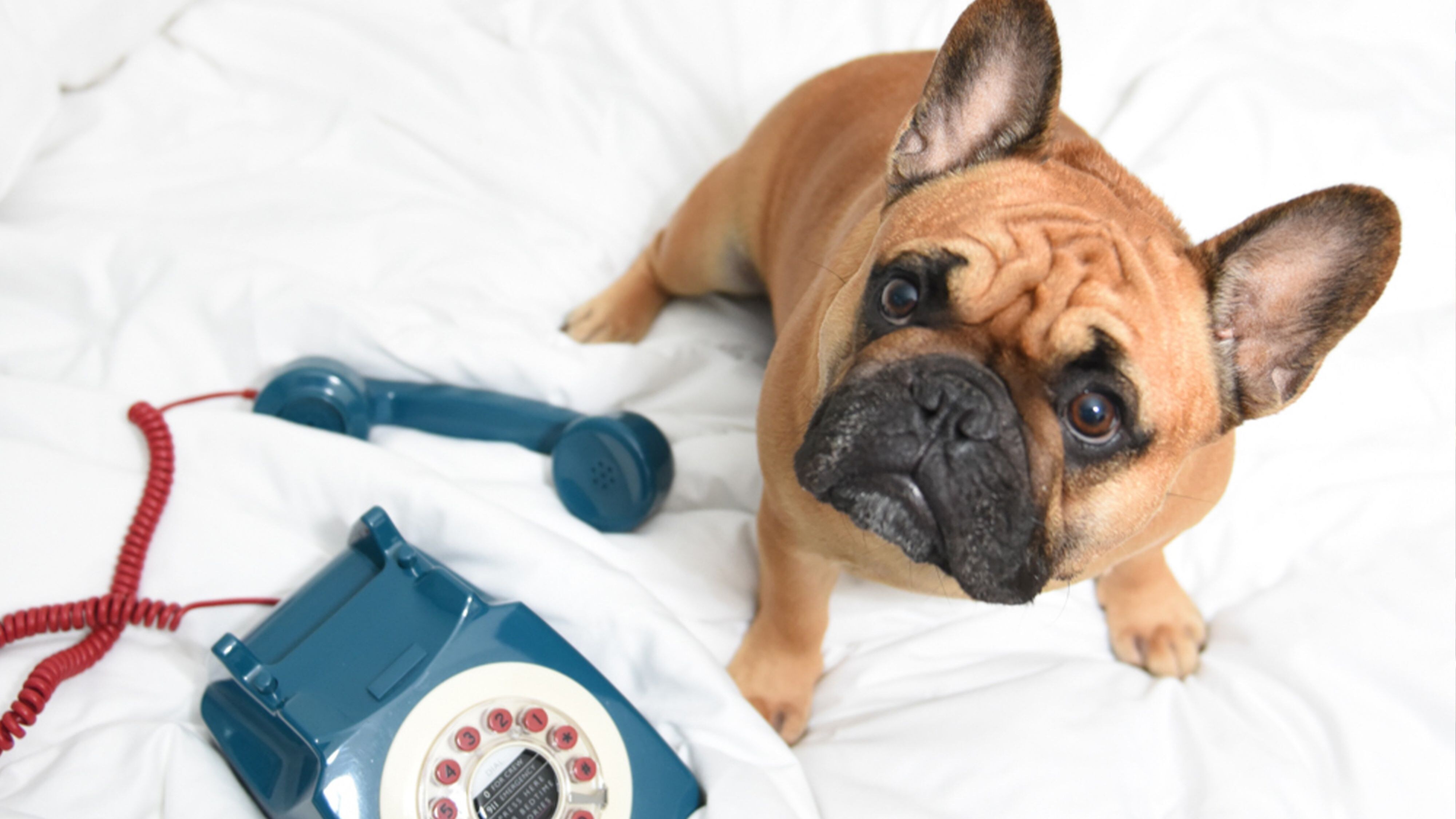Pampered Pooch Package
