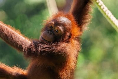 Young orangutan hanging from rope outdoors