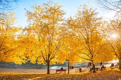 Fall Trees
