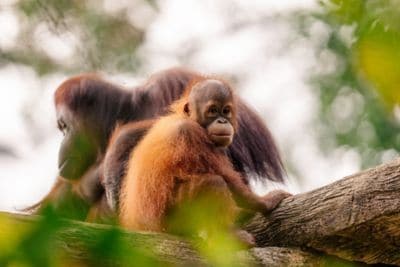 Adult and young orangutans in trees