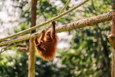 young orangutans hanging from ropes in tree