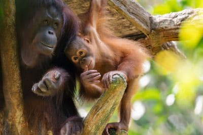 mother and baby orangutan in tree