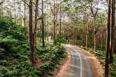Boranup Forest