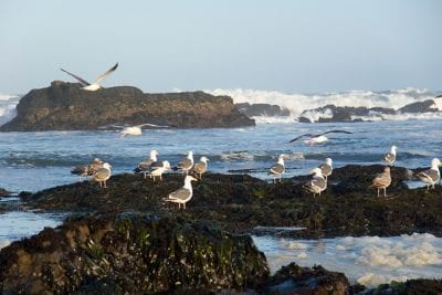 Seagulls sit atop rocks in the ocean