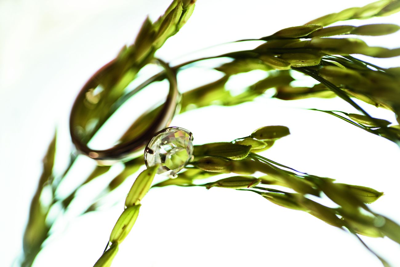 Solitaire diamond ring hooked onto a green plant stalk against a white background