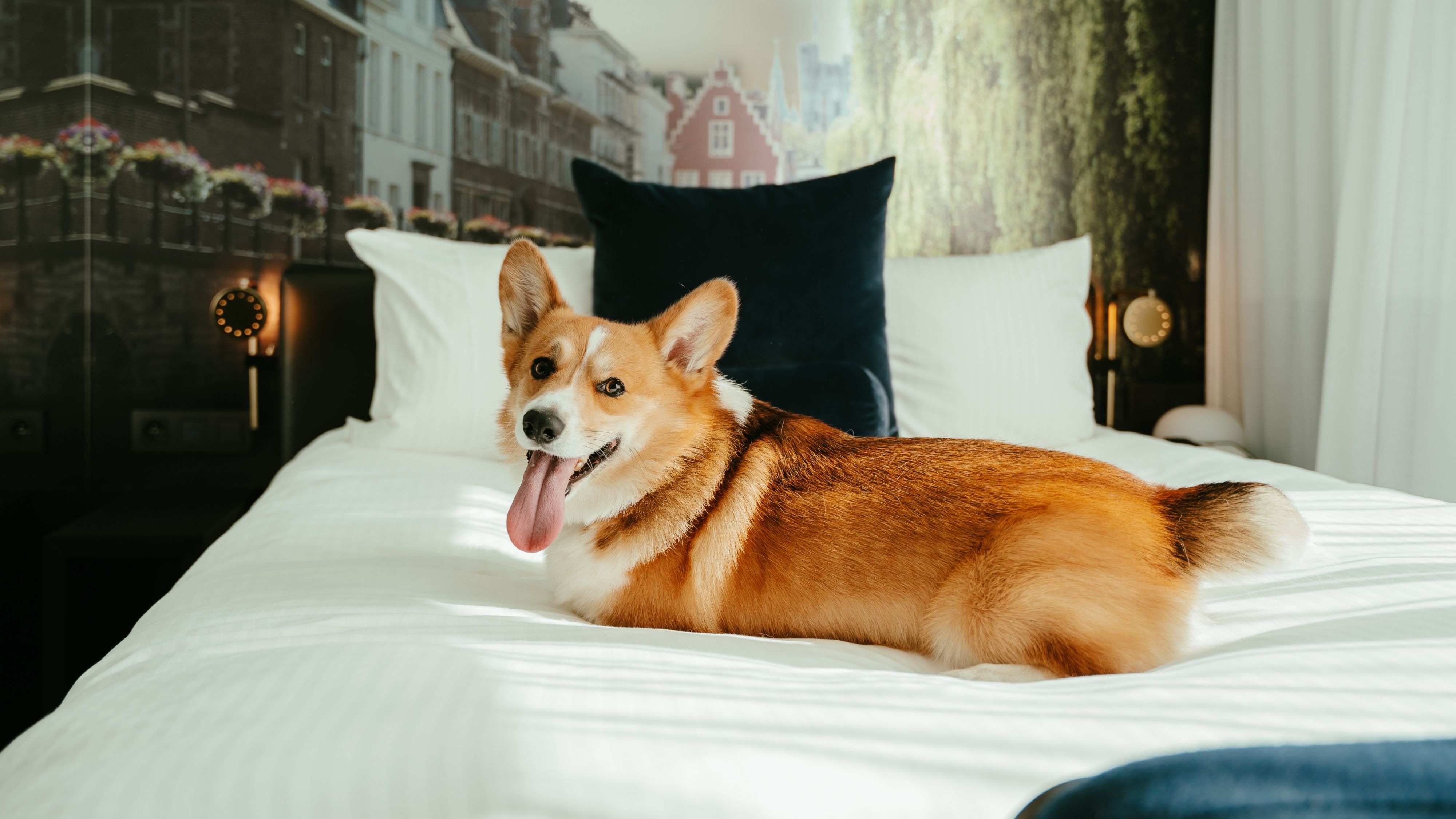 Paws & Stay: Bring your Pet to Ghent