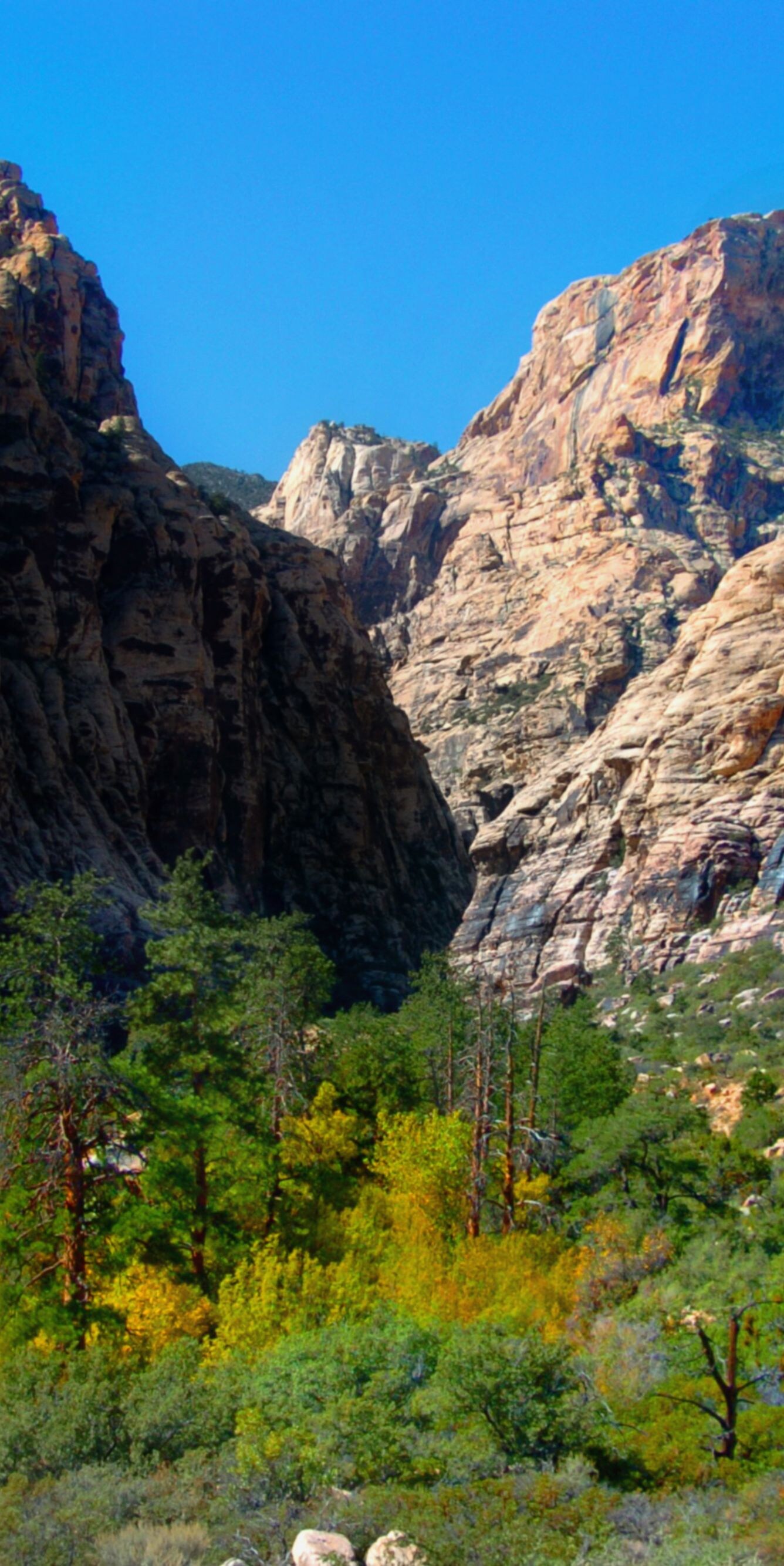 Only 20 miles from the Las Vegas Strip, the Red Rock Canyon National Conservation Area allows visitors to hike, picnic, and view plant and animal life under 3,000 feet of red rock formations.