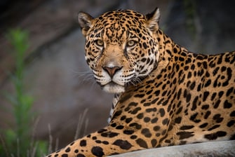 Los Angeles Zoo Jaguar