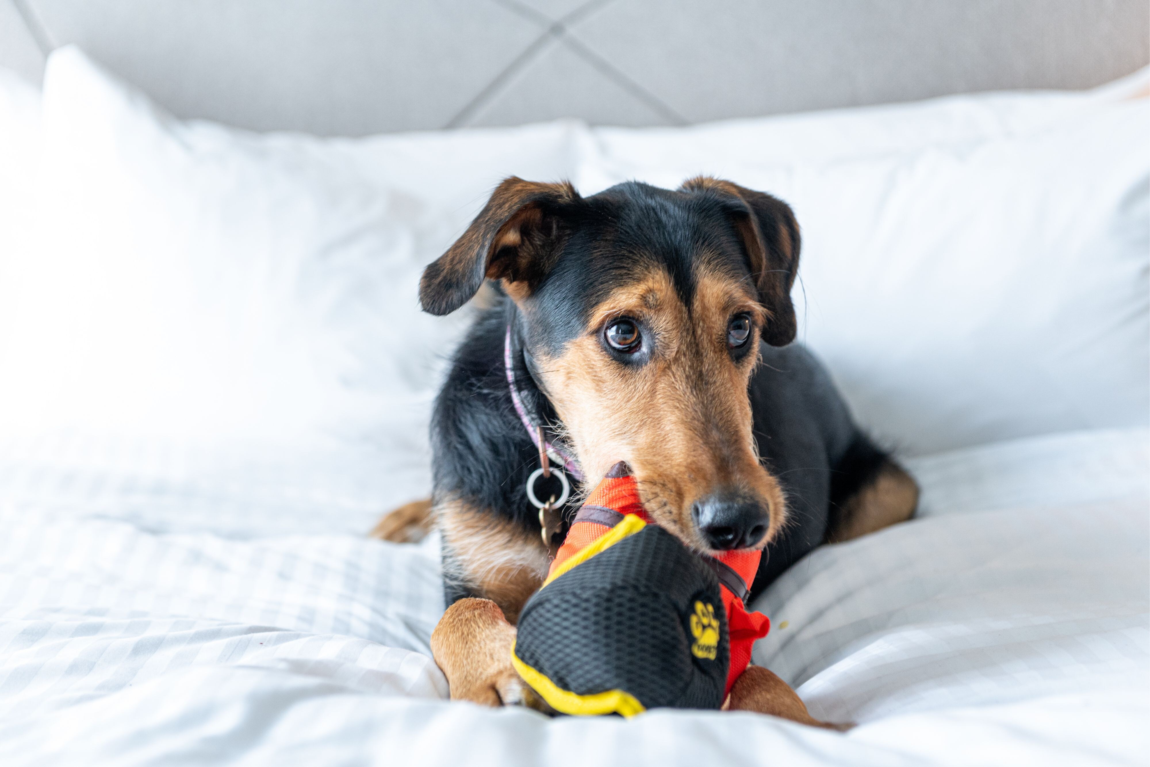 dog on bed with dog toys