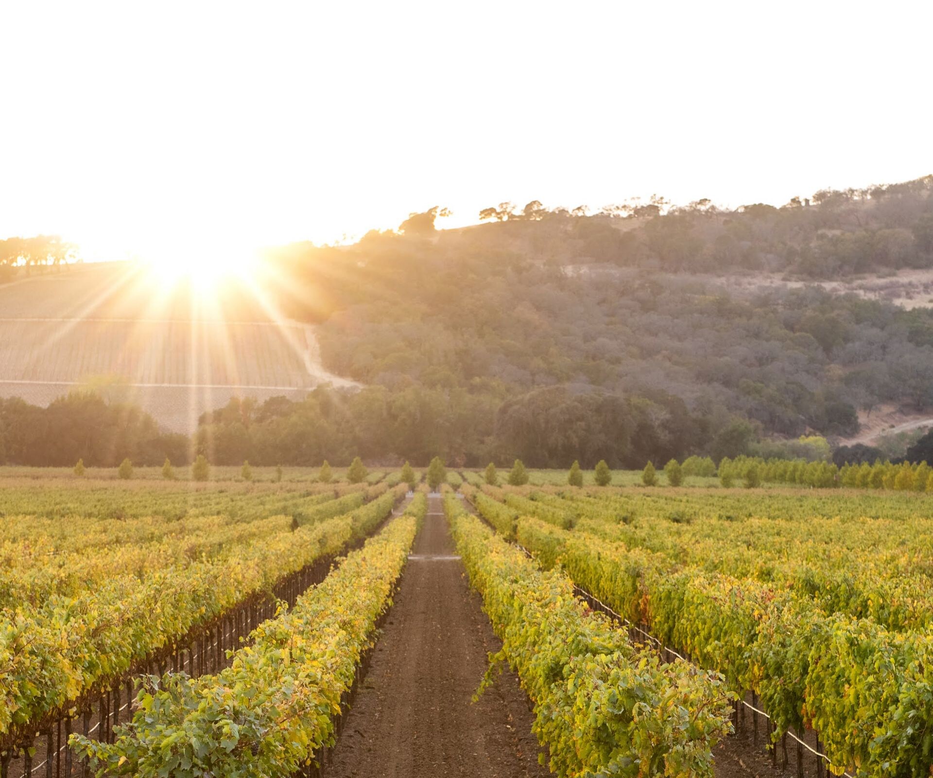 Rows of grapevines at sunset at Wooden Valley